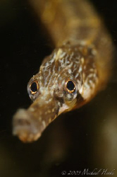 "Greater pipefish" (Syngnathus acus) with Nikon D300, Nik... by Michael Henke 